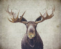 Moose - Poster | Canvas Wall Art Print