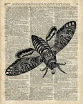 Moth Over Dictionary Page - Poster | Canvas Wall Art Print