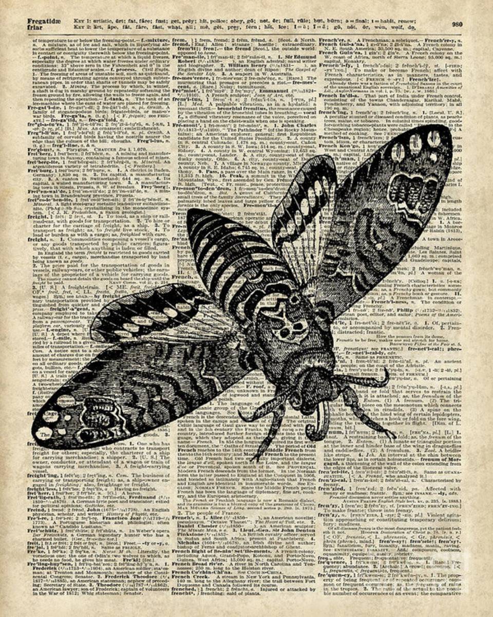 Moth Over Dictionary Page - Poster | Canvas Wall Art Print