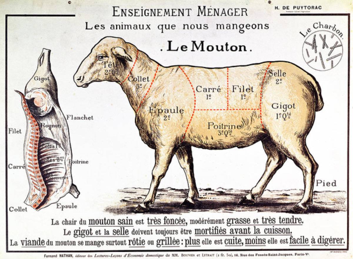 Mutton - Poster | Canvas Wall Art Print