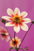 Mystic Dahlia - Poster | Canvas Wall Art Print