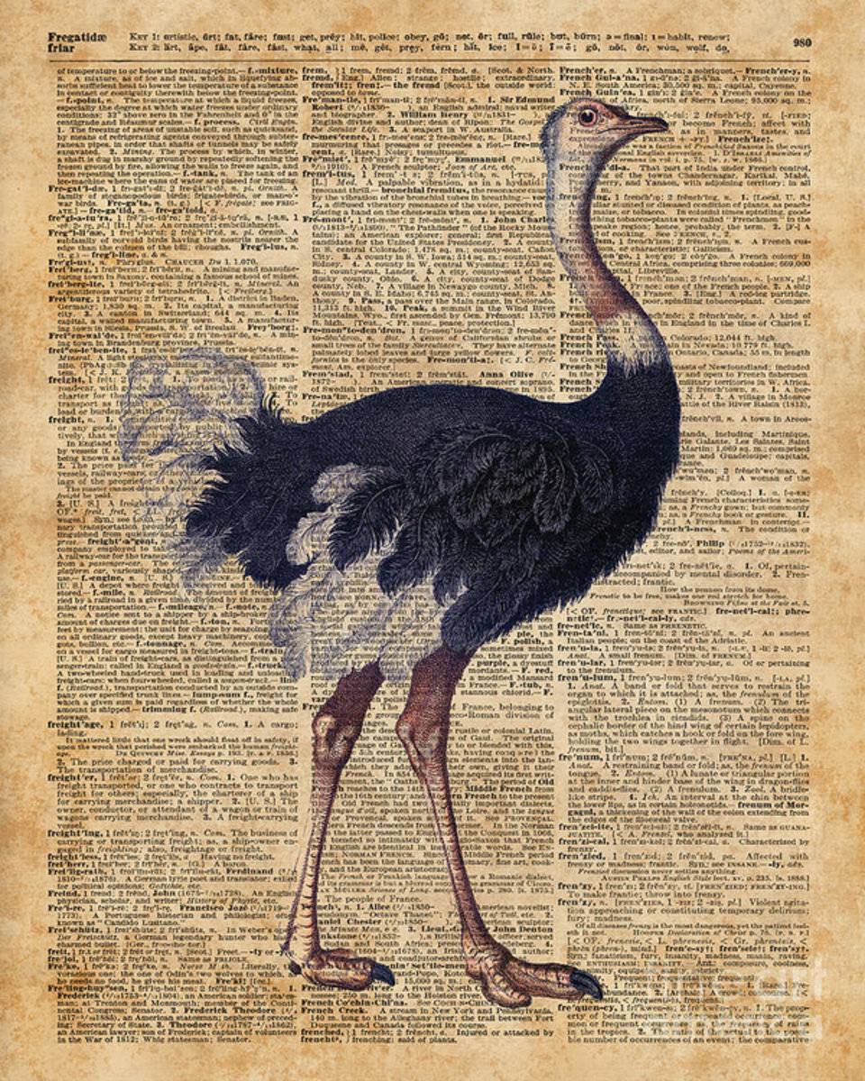 Ostrich Big Bird Animal Vintage Dictionary Illustration - Poster | Canvas Wall Art Print