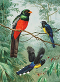 Perched And Flying Trogons Are Seen - Poster | Canvas Wall Art Print