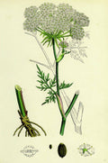 Peucedanum Palustre Marsh Hogs-Fennel - Poster | Canvas Wall Art Print