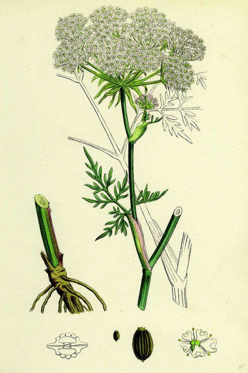 Peucedanum Palustre Marsh Hogs-Fennel - Poster | Canvas Wall Art Print