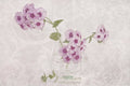 Phlox, Perfume And Lace - Poster | Canvas Wall Art Print