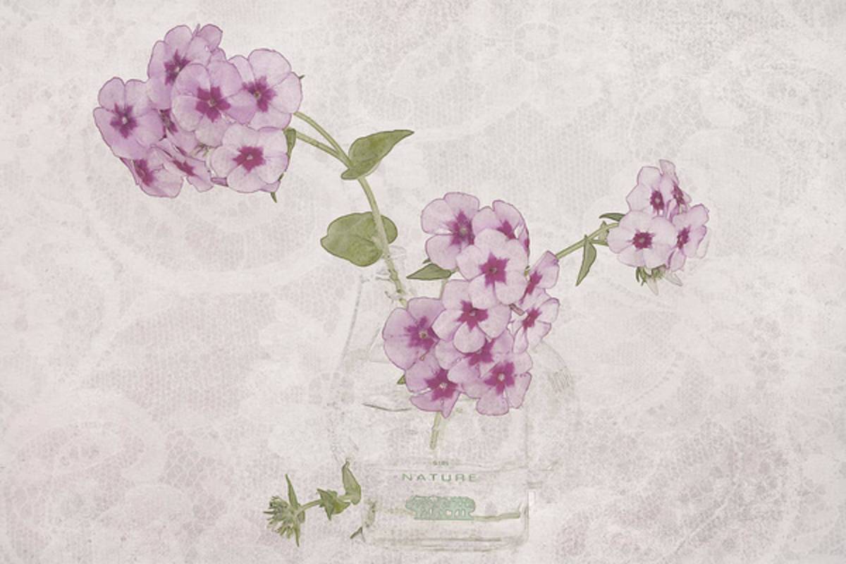 Phlox, Perfume And Lace - Poster | Canvas Wall Art Print