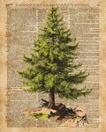 Pine Tree,Cedar Tree,Forest,Nature Dictionary Art,Christmas Tree - Poster | Canvas Wall Art Print