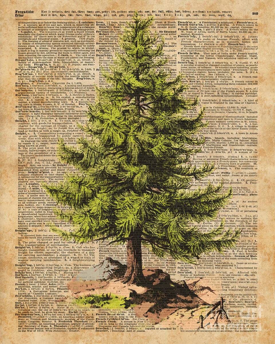 Pine Tree,Cedar Tree,Forest,Nature Dictionary Art,Christmas Tree - Poster | Canvas Wall Art Print