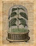 Plant Under Bell-Glass Vintage Illustration Over A Old Dictionary Page - Poster | Canvas Wall Art Print