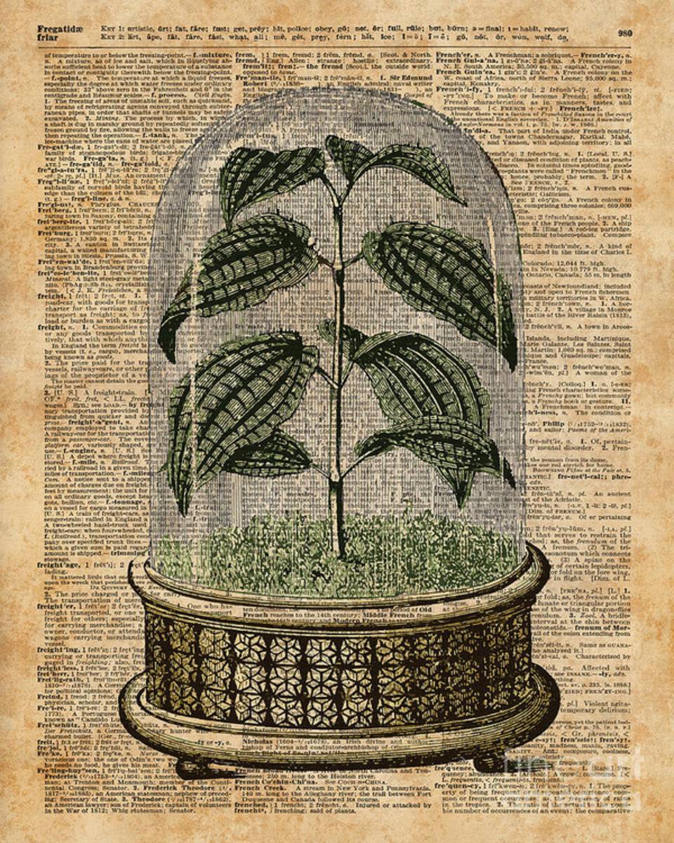 Plant Under Bell-Glass Vintage Illustration Over A Old Dictionary Page - Poster | Canvas Wall Art Print