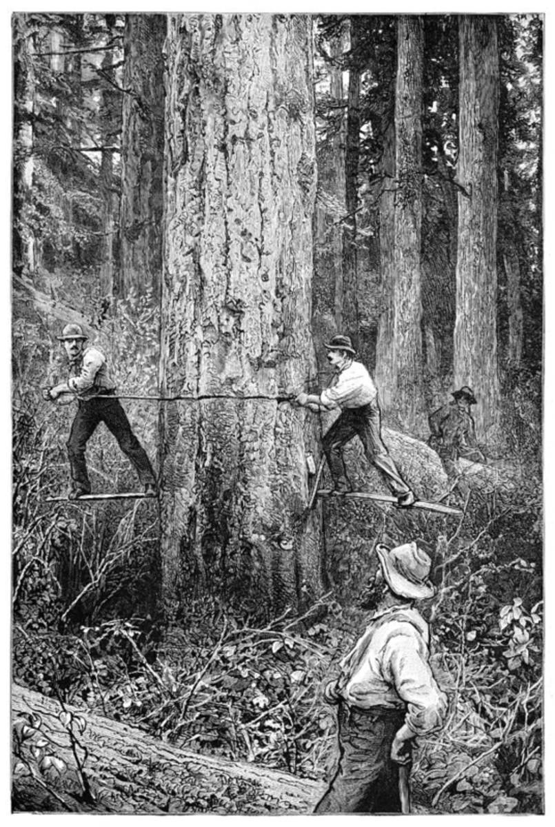 Plantation Forestry, 19Th Century - Poster | Canvas Wall Art Print