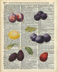 Plums Vintage Illustration Over A Old Dictionary Page - Poster | Canvas Wall Art Print