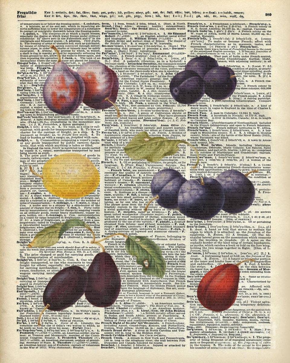 Plums Vintage Illustration Over A Old Dictionary Page - Poster | Canvas Wall Art Print