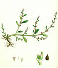 Polygonum Aviculare Vulgatum Common Knot-Grass - Poster | Canvas Wall Art Print