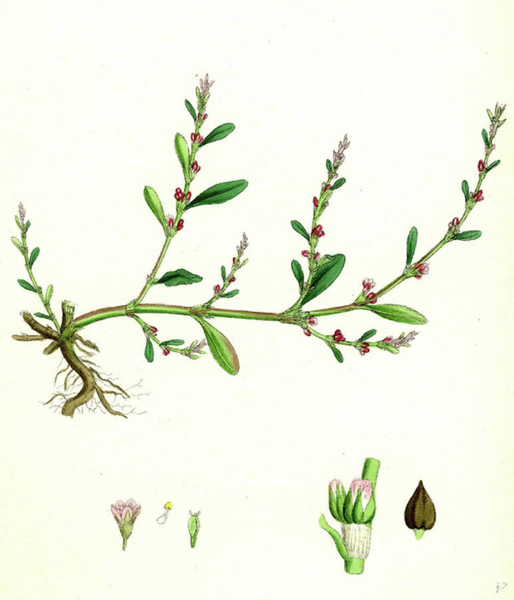 Polygonum Aviculare Vulgatum Common Knot-Grass - Poster | Canvas Wall Art Print