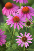 Purple Coneflower - Poster | Canvas Wall Art Print