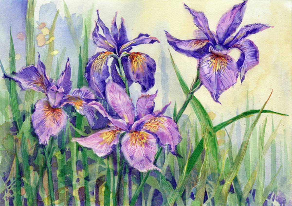 Purple Iris - Poster | Canvas Wall Art Print