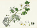 Ranunculus Peltatus Floribundus Common Water-Crowfoot Var - Poster | Canvas Wall Art Print