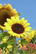 Reaching For The Sun - Poster | Canvas Wall Art Print