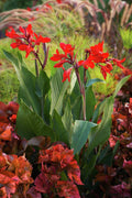 Red Cannas - Poster | Canvas Wall Art Print