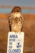 Red Tailed Hawk Lower Klamath National Wildlife Refuge Northern California - Poster | Canvas Wall Art Print