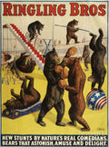 Ringling Bros 1900S Bears Performing - Poster | Canvas Wall Art Print