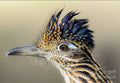Roadrunner Portrait - Poster | Canvas Wall Art Print