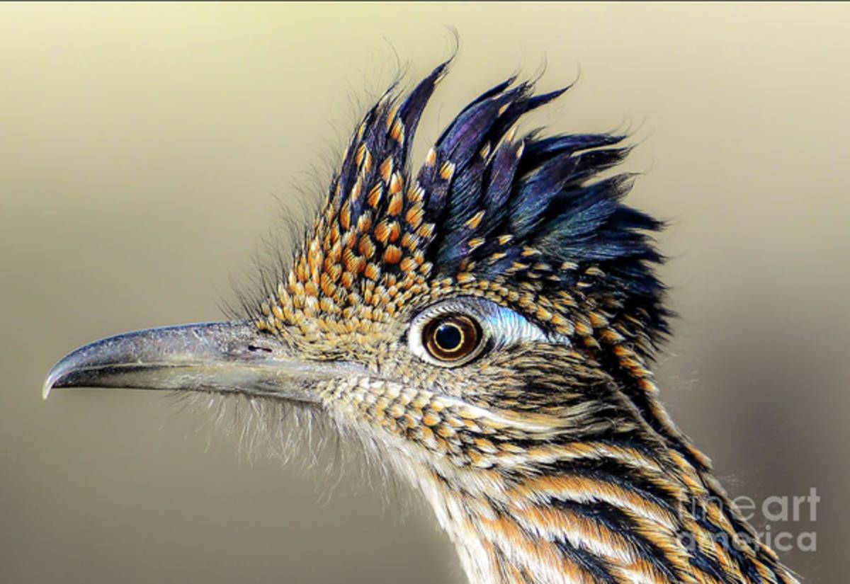 Roadrunner Portrait - Poster | Canvas Wall Art Print