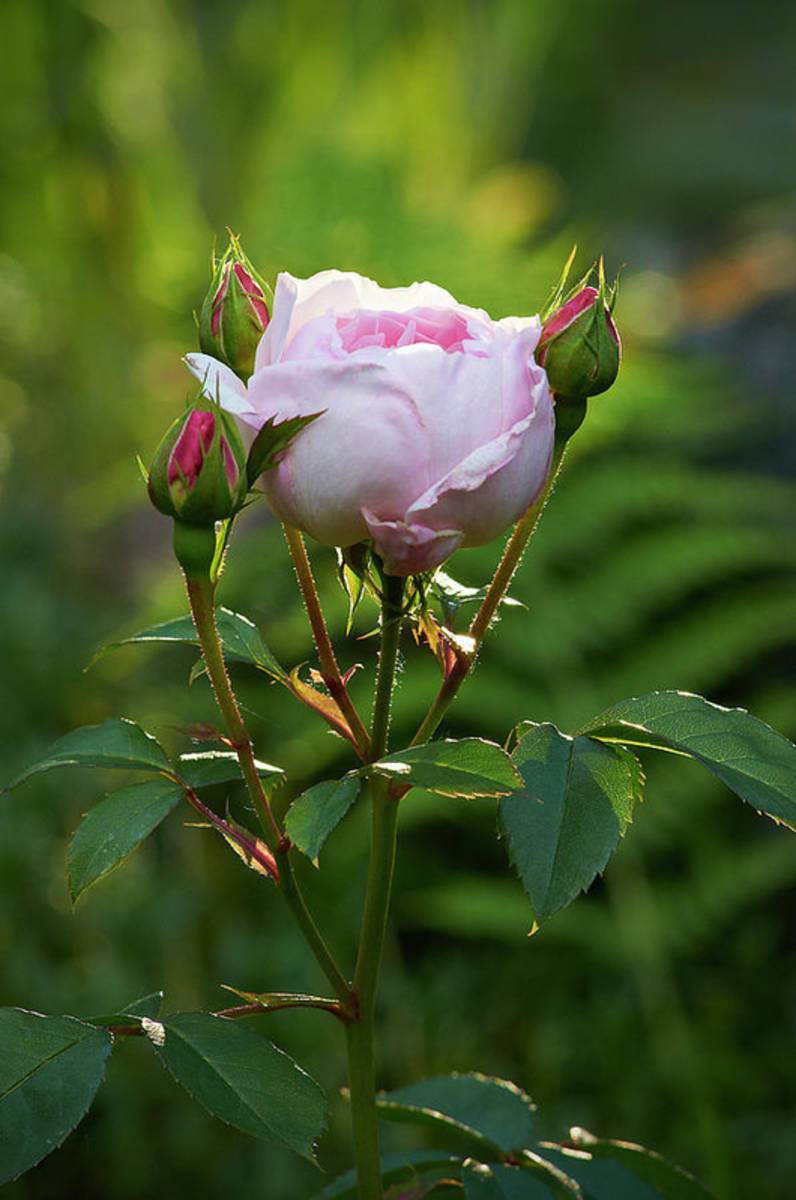 Rose - Poster | Canvas Wall Art Print