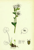 Saxifraga Granulata White Meadow Saxifrage - Poster | Canvas Wall Art Print