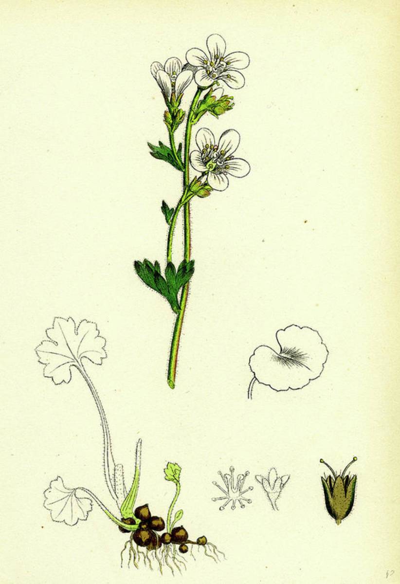 Saxifraga Granulata White Meadow Saxifrage - Poster | Canvas Wall Art Print