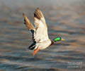 Scared Mallard Drake - Poster | Canvas Wall Art Print
