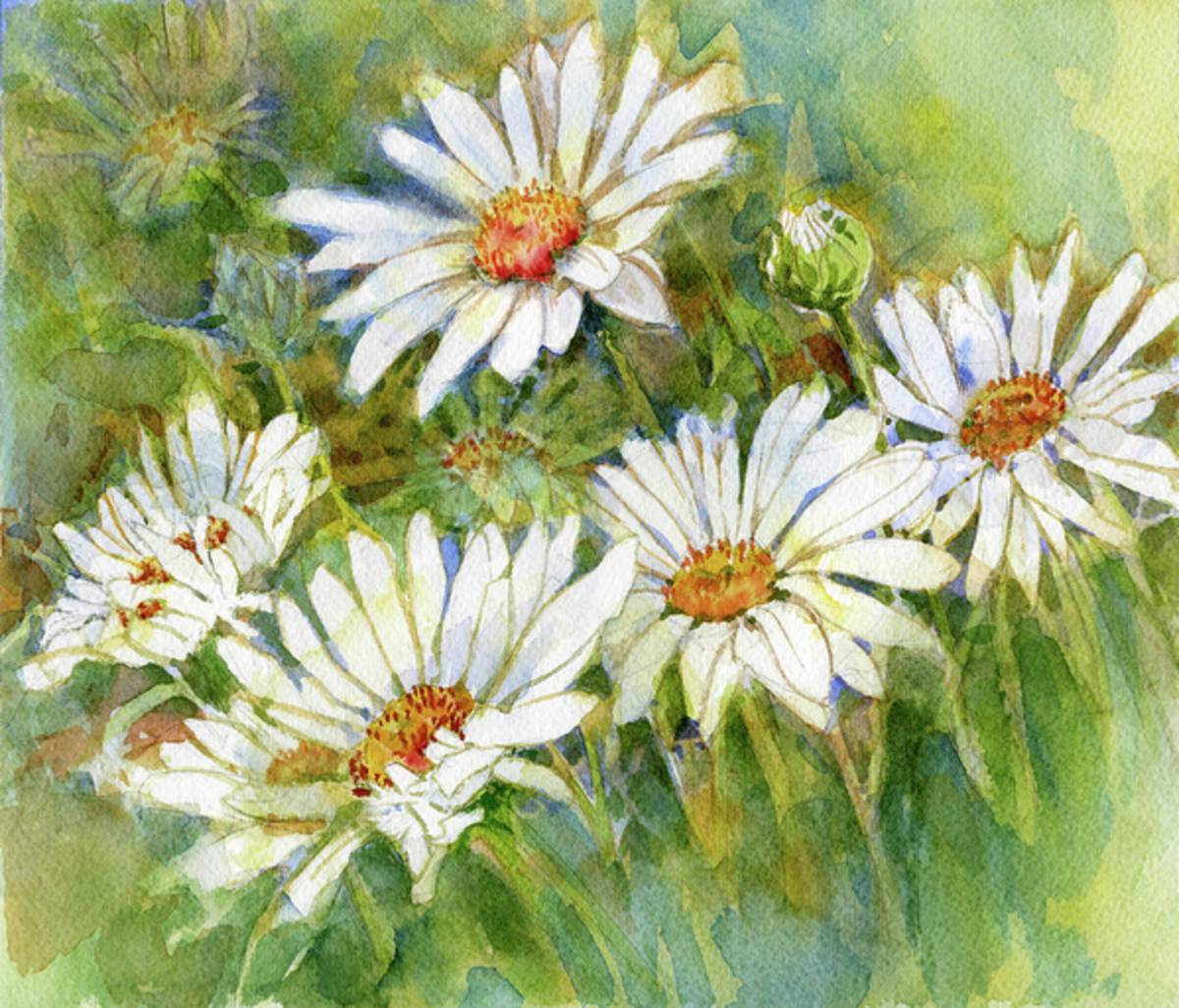 Shasta Daisies - Poster | Canvas Wall Art Print