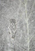 Silent Snowfall Portrait Ii - Poster | Canvas Wall Art Print