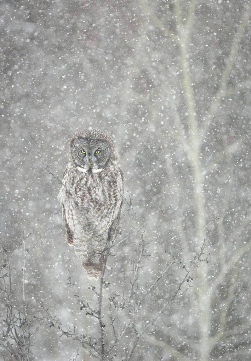 Silent Snowfall Portrait Ii - Poster | Canvas Wall Art Print