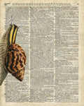 Snail Worm On Dictionary Page - Poster | Canvas Wall Art Print
