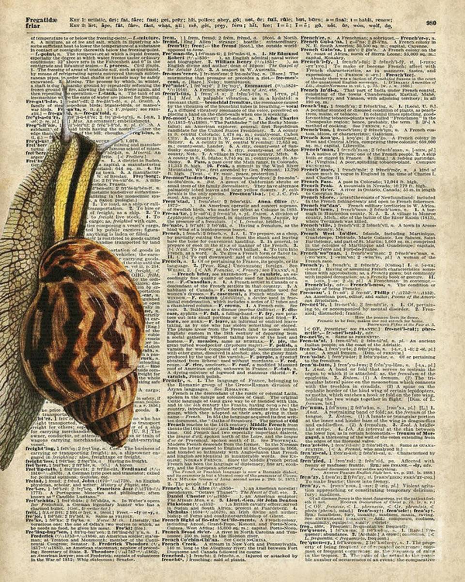 Snail Worm On Dictionary Page - Poster | Canvas Wall Art Print