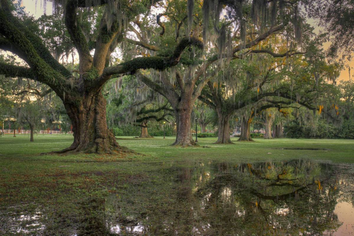 Spring Rain In New Orleans - Poster | Canvas Wall Art Print