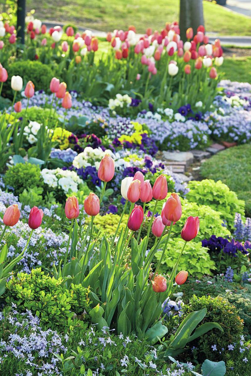 Spring Tulips - Poster | Canvas Wall Art Print