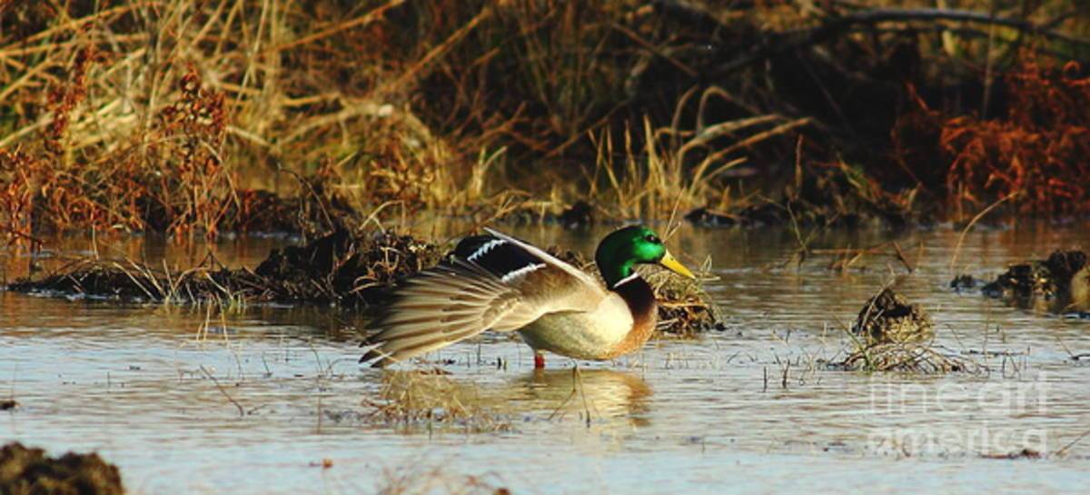 Stretching Mallard Drake - Poster | Canvas Wall Art Print