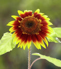 Sunflower 2 - Poster | Canvas Wall Art Print