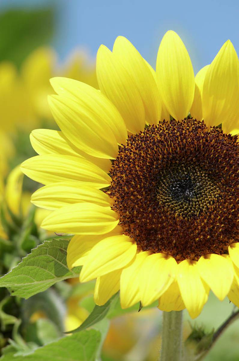 Sunflower - Poster | Canvas Wall Art Print