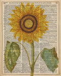 Sunflower Over Dictionary Page - Poster | Canvas Wall Art Print