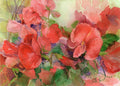 Sweet Peas - Poster | Canvas Wall Art Print