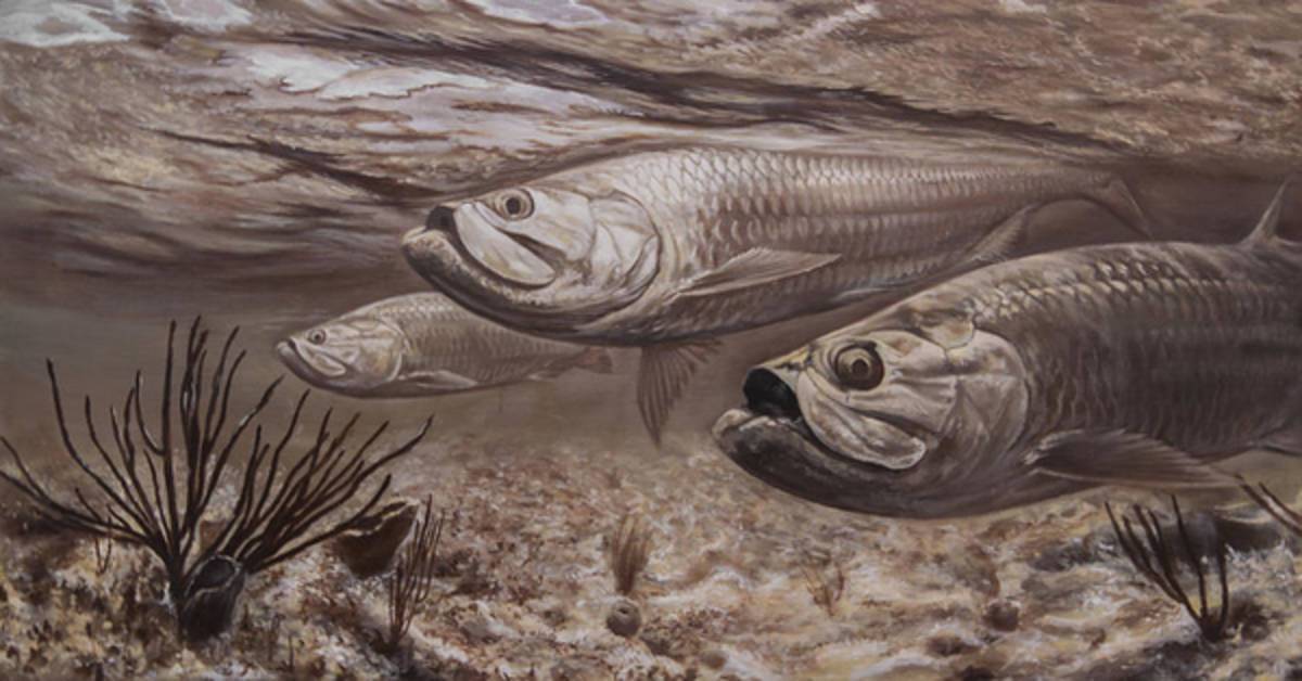 Tarpon Rustica - Poster | Canvas Wall Art Print