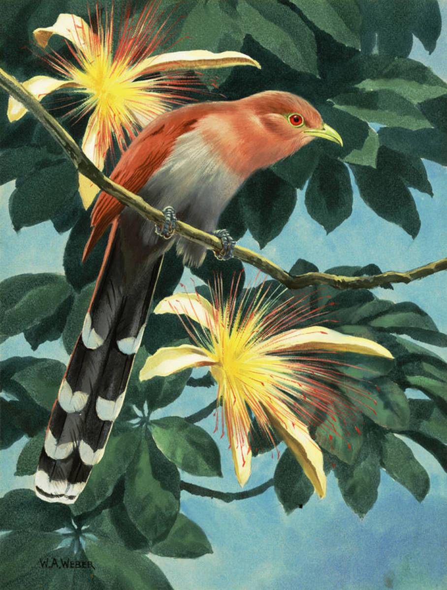 The Artist Shows A Squirrel Cuckoo - Poster | Canvas Wall Art Print