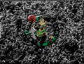 The Boston Celtics 1A - Poster | Canvas Wall Art Print