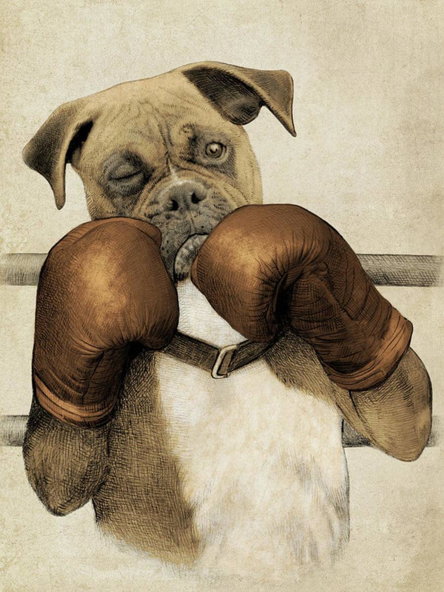The Boxer - Poster | Canvas Wall Art Print