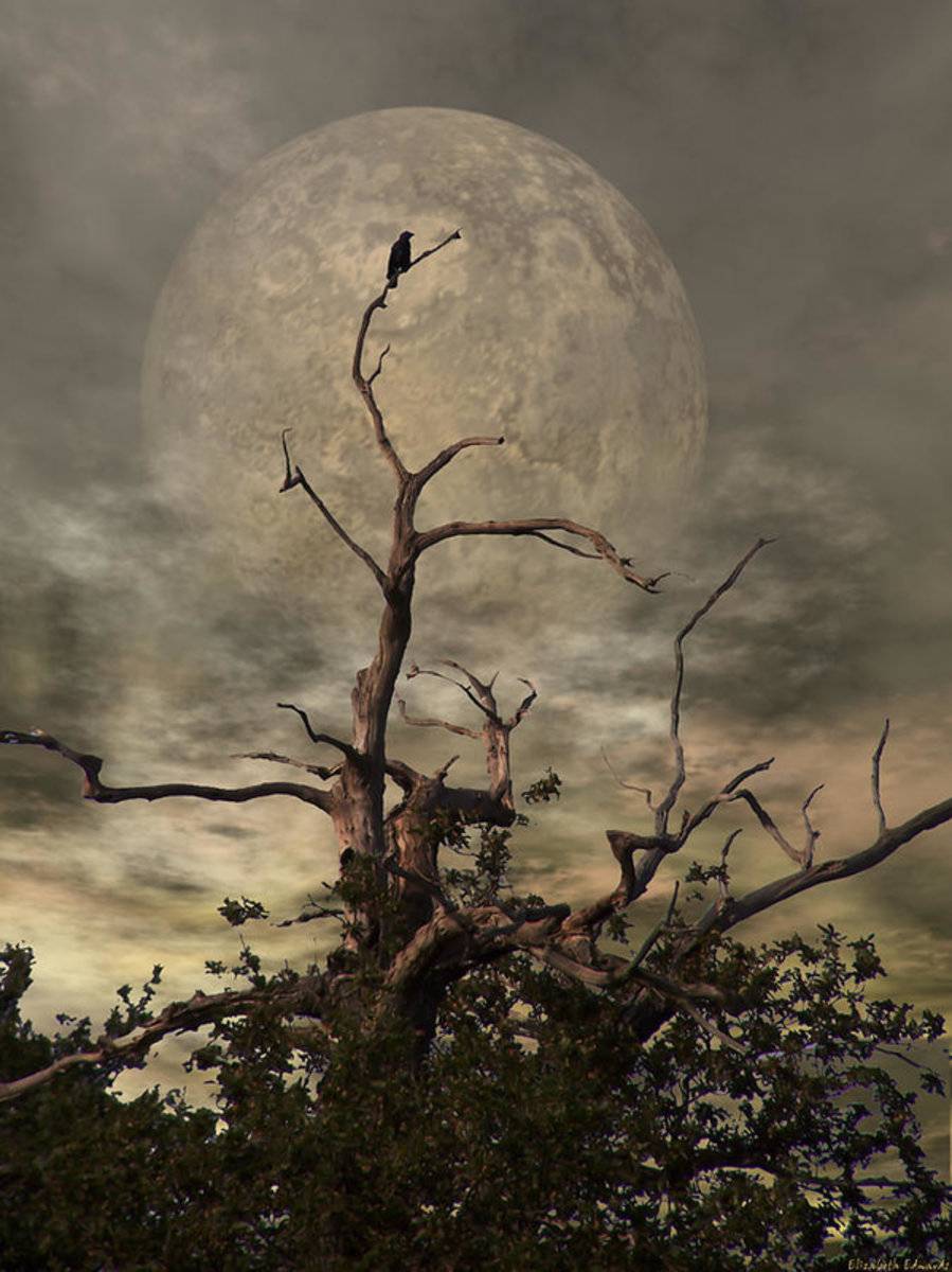 The Crow Tree - Poster | Canvas Wall Art Print